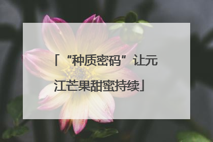 “种质密码”让元江芒果甜蜜持续