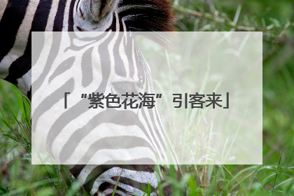 “紫色花海”引客来