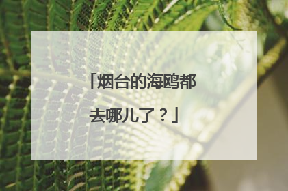 烟台的海鸥都去哪儿了？