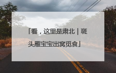 看，这里是肃北｜斑头雁宝宝出窝觅食