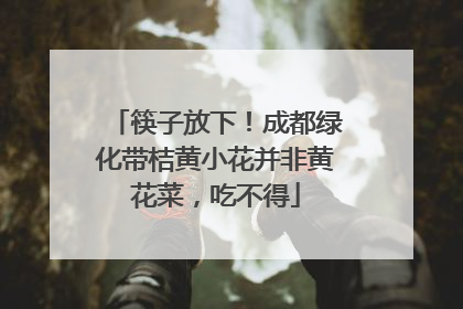 筷子放下！成都绿化带桔黄小花并非黄花菜，吃不得
