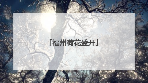 福州荷花盛开