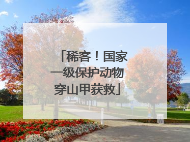 稀客！国家一级保护动物穿山甲获救
