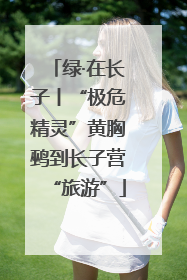 绿·在长子丨“极危精灵”黄胸鹀到长子营“旅游”