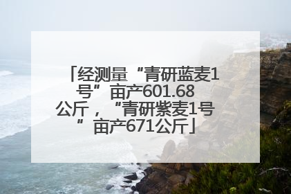 经测量“青研蓝麦1号”亩产601.68公斤，“青研紫麦1号”亩产671公斤