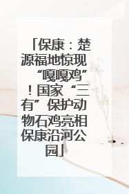 保康：楚源福地惊现“嘎嘎鸡”！国家“三有”保护动物石鸡亮相保康沿河公园