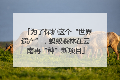 为了保护这个“世界遗产”，蚂蚁森林在云南再“种”新项目