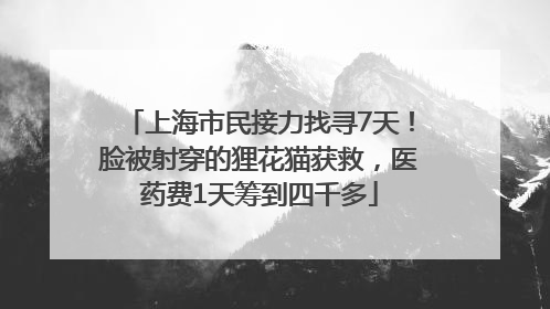 上海市民接力找寻7天！脸被射穿的狸花猫获救，医药费1天筹到四千多