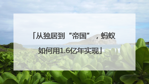 从独居到“帝国”，蚂蚁如何用1.6亿年实现