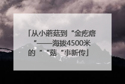 从小蘑菇到“金疙瘩“——海拔4500米的““菇“事新传