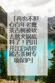 再也不担心百年老鹰茶古树被砍去熬火锅底料了！四川开江启动珍稀古茶树专项保护