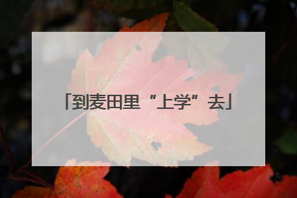 到麦田里“上学”去