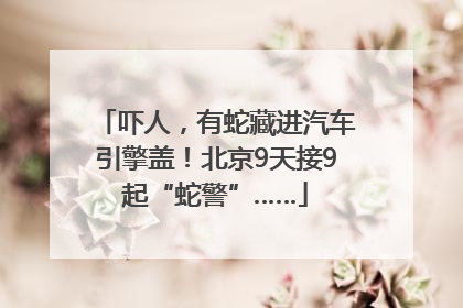 吓人，有蛇藏进汽车引擎盖！北京9天接9起“蛇警”……