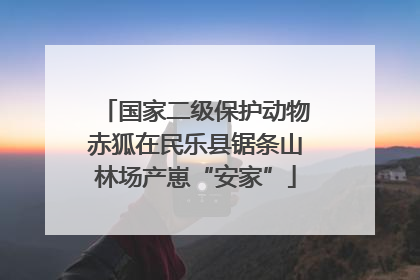 国家二级保护动物赤狐在民乐县锯条山林场产崽“安家”