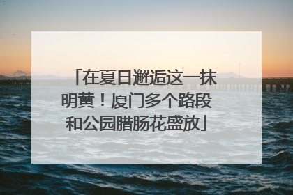 在夏日邂逅这一抹明黄！厦门多个路段和公园腊肠花盛放