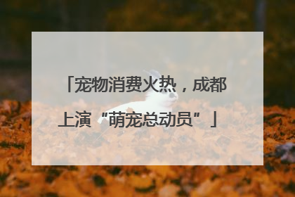 宠物消费火热，成都上演“萌宠总动员”