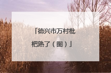 德兴市万村枇杷熟了（图）