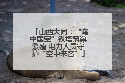 山西大同：“鸟中国宝”铁塔筑巢繁殖 电力人员守护“空中来客”