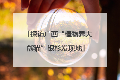 探访广西“植物界大熊猫”银杉发现地