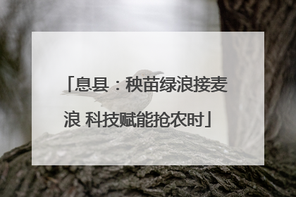 息县：秧苗绿浪接麦浪 科技赋能抢农时