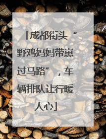 成都街头“野鸡妈妈带崽过马路”，车辆排队让行暖人心