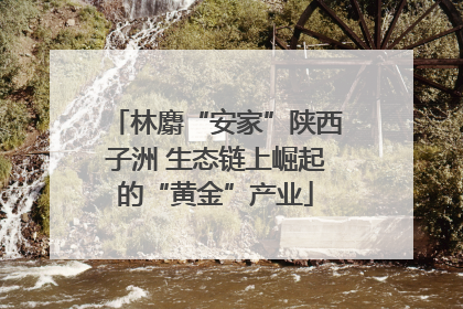 林麝“安家”陕西子洲 生态链上崛起的“黄金”产业