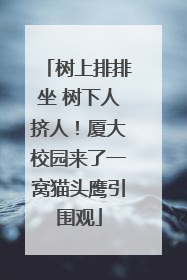 树上排排坐 树下人挤人！厦大校园来了一窝猫头鹰引围观