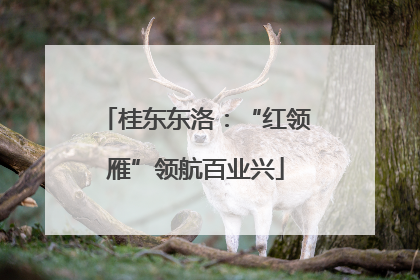 桂东东洛：“红领雁”领航百业兴