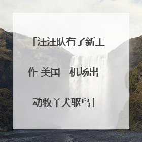 汪汪队有了新工作 美国一机场出动牧羊犬驱鸟