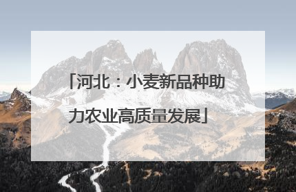河北：小麦新品种助力农业高质量发展