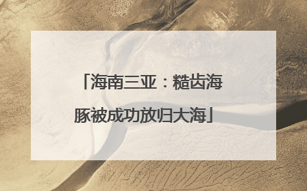 海南三亚：糙齿海豚被成功放归大海