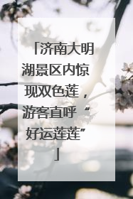 济南大明湖景区内惊现双色莲，游客直呼“好运莲莲”
