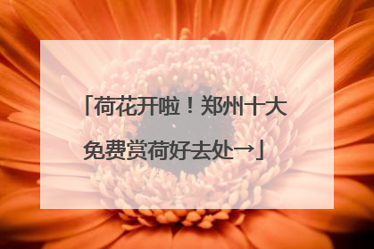 荷花开啦！郑州十大免费赏荷好去处→