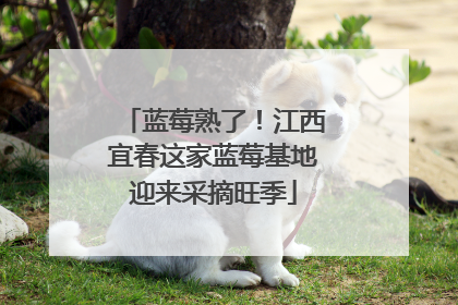 蓝莓熟了！江西宜春这家蓝莓基地迎来采摘旺季