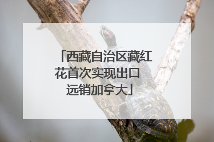 西藏自治区藏红花首次实现出口 远销加拿大