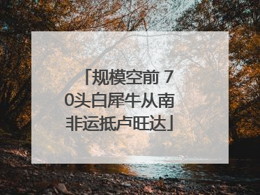 规模空前 70头白犀牛从南非运抵卢旺达
