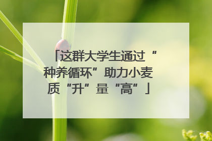 这群大学生通过“种养循环”助力小麦质“升”量“高”