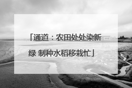 通道：农田处处染新绿 制种水稻移栽忙