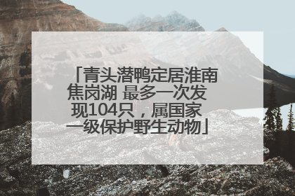 青头潜鸭定居淮南焦岗湖 最多一次发现104只，属国家一级保护野生动物