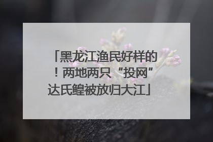 黑龙江渔民好样的！两地两只“投网”达氏鳇被放归大江