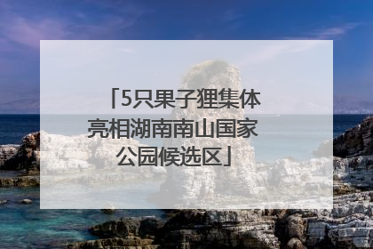 5只果子狸集体亮相湖南南山国家公园候选区